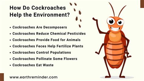 advantages and disadvantages of cockroaches|The Ecological Value of Cockroaches: Benefits to the .